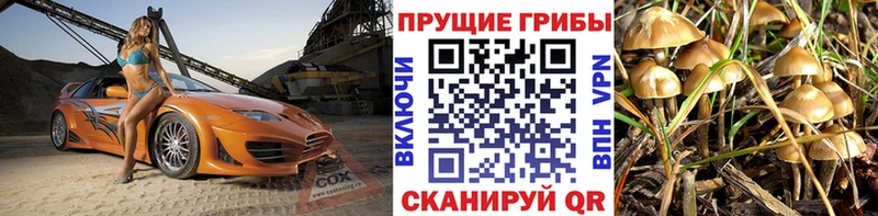 Купить где  Дмитровск  Псилоцибиновые грибы Psilocybe 